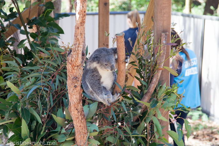 Port Stephens Koala Sanctuary