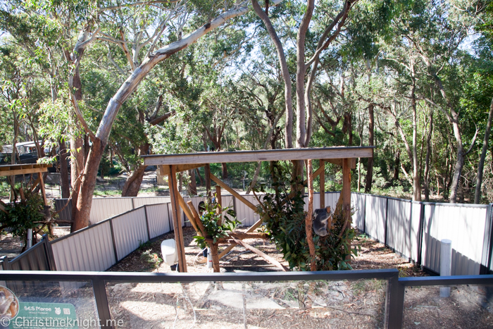 Port Stephens Koala Sanctuary