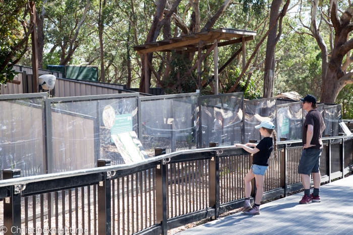 Port Stephens Koala Sanctuary