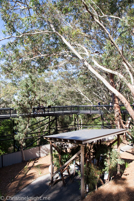 Port Stephens Koala Sanctuary