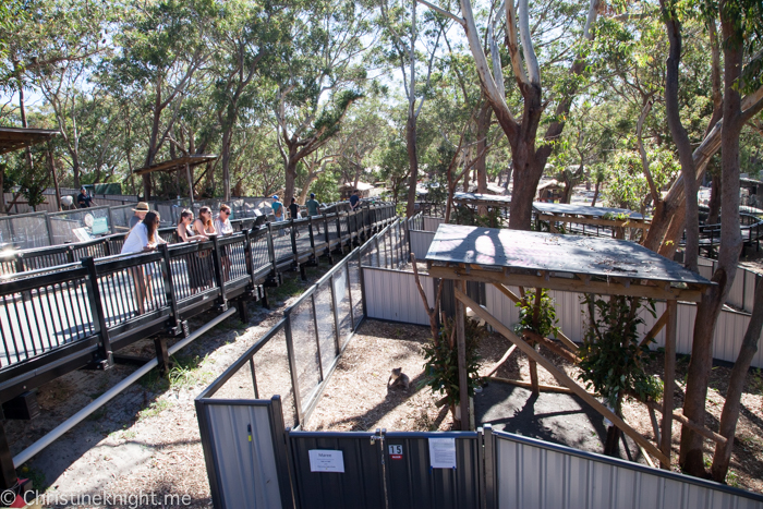 Port Stephens Koala Sanctuary