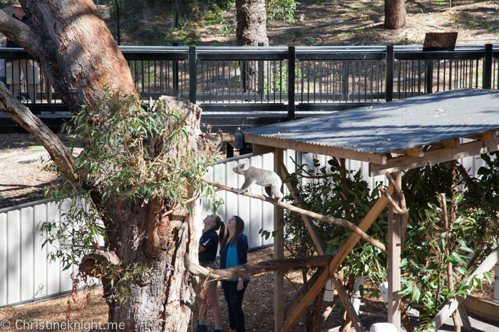 Port Stephens Koala Sanctuary