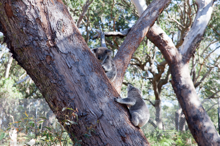 Port Stephens Koala Sanctuary