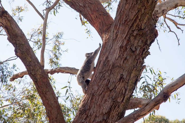 Port Stephens Koala Sanctuary