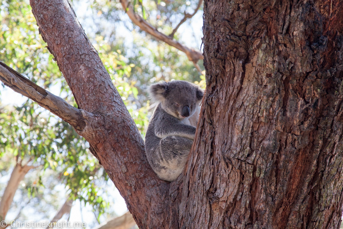 Port Stephens Koala Sanctuary