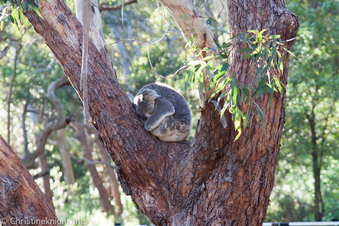 Port Stephens Koala Sanctuary