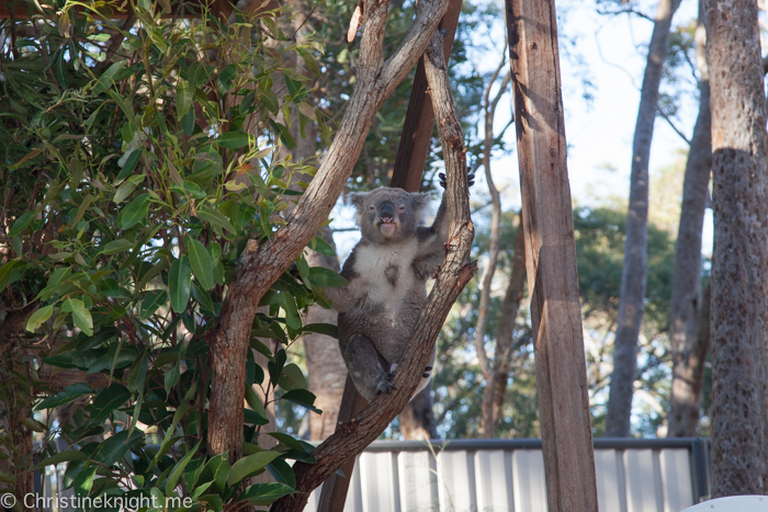 Port Stephens Koala Sanctuary