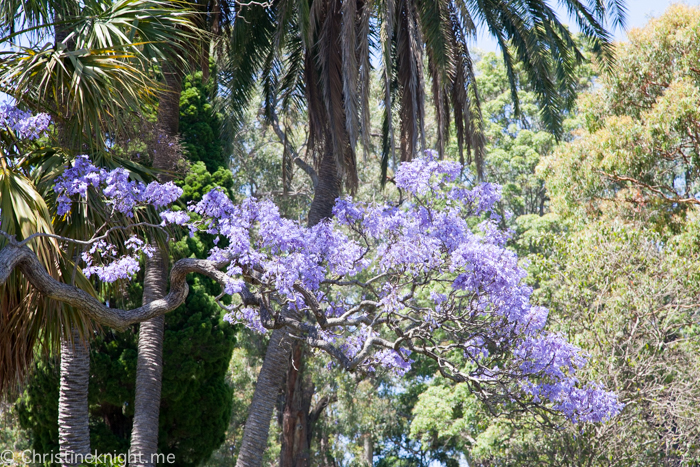 Royal Botanic Garden Sydney