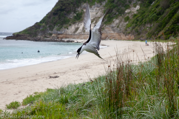 Lord Howe Island Holiday