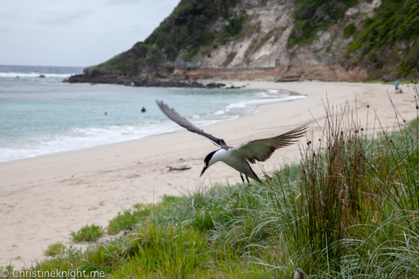 Lord Howe Island Holiday