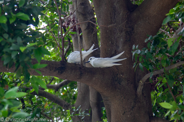 Lord Howe Island Holiday