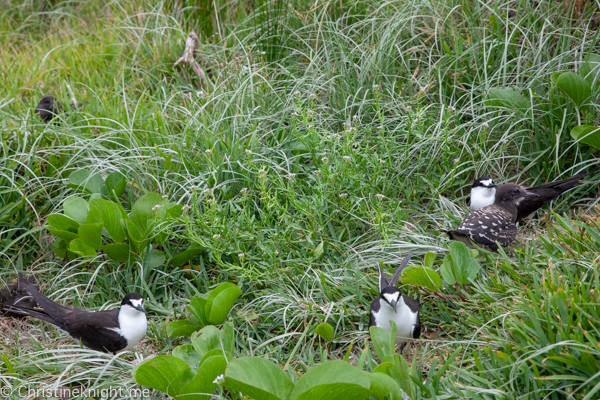 Lord Howe Island Holiday