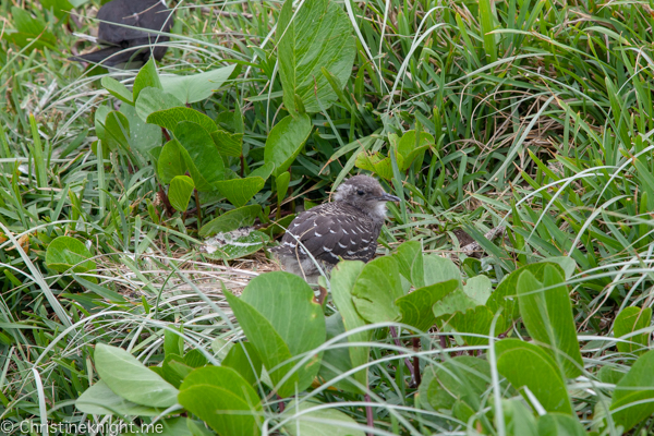 Lord Howe Island Holiday