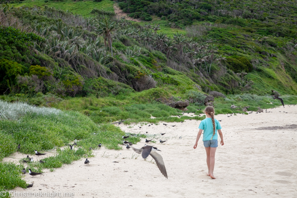 Lord Howe Island Holiday