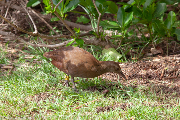 Lord Howe Island Holiday