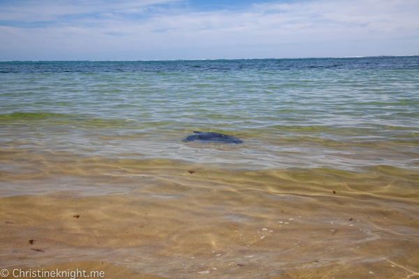 Lord Howe Island Holiday