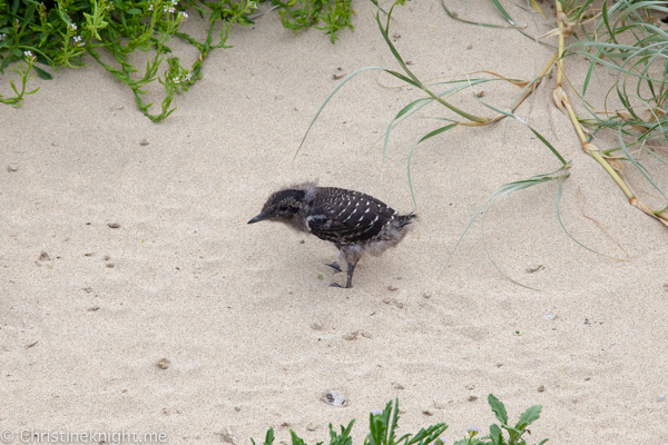 Lorde Howe Island Holiday