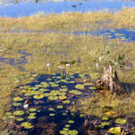 Mamukala Wetlands Walk Kakadu National Park
