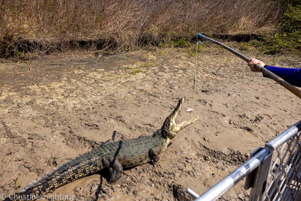 Jumping crocodile cruises