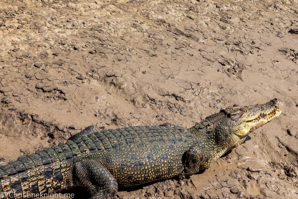 Jumping crocodile cruises