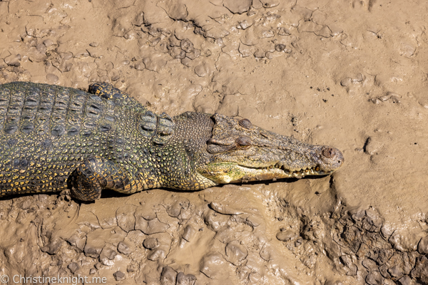 Jumping crocodile cruises