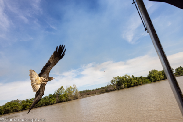 Jumping crocodile cruises