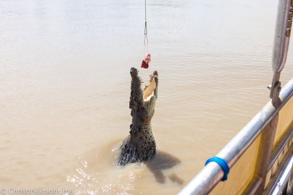 Jumping crocodile cruises