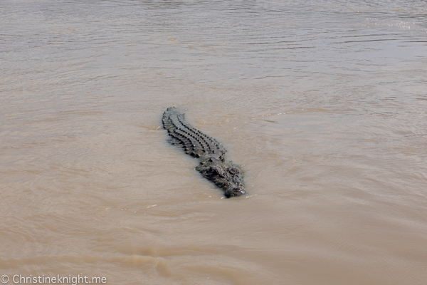 Jumping crocodile cruises