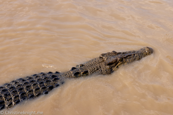 Jumping crocodile cruises