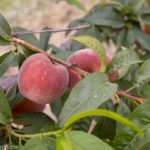 Canoelands Orchard Fruit Picking