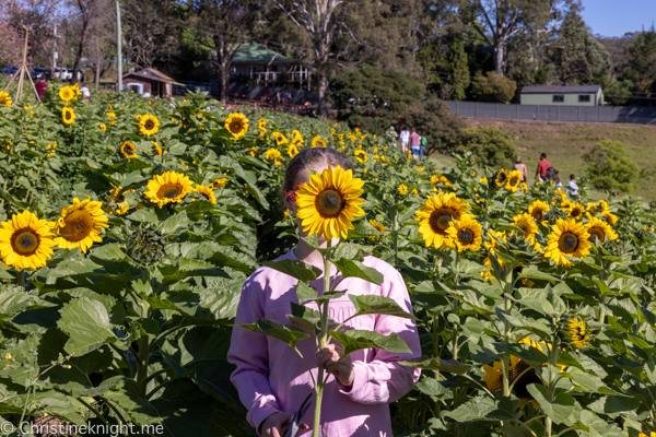 Glenburnie Farm Sunflowers