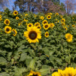 Glenbernie Family Farms: Sunflower Picking Farm