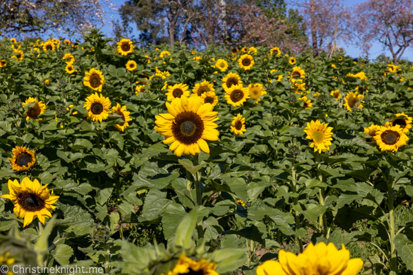 Glenburnie Farm Sunflowers