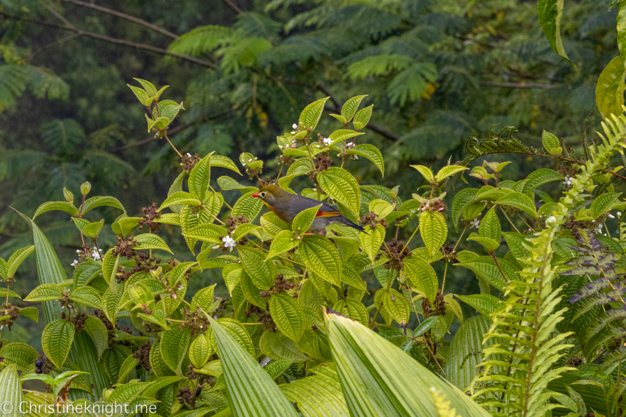 ʻAkaka Falls State Park