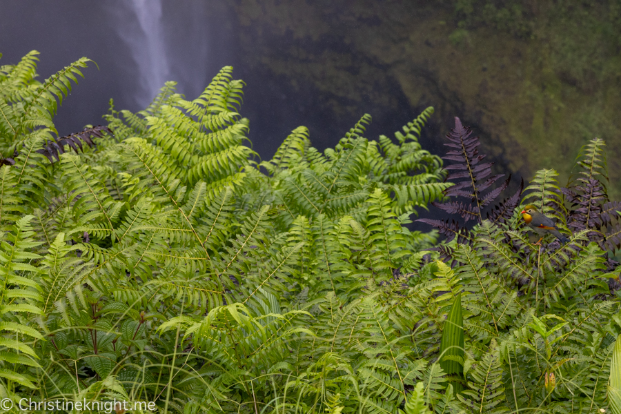 ʻAkaka Falls State Park