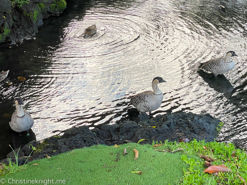 Liliʻuokalani Gardens Hilo