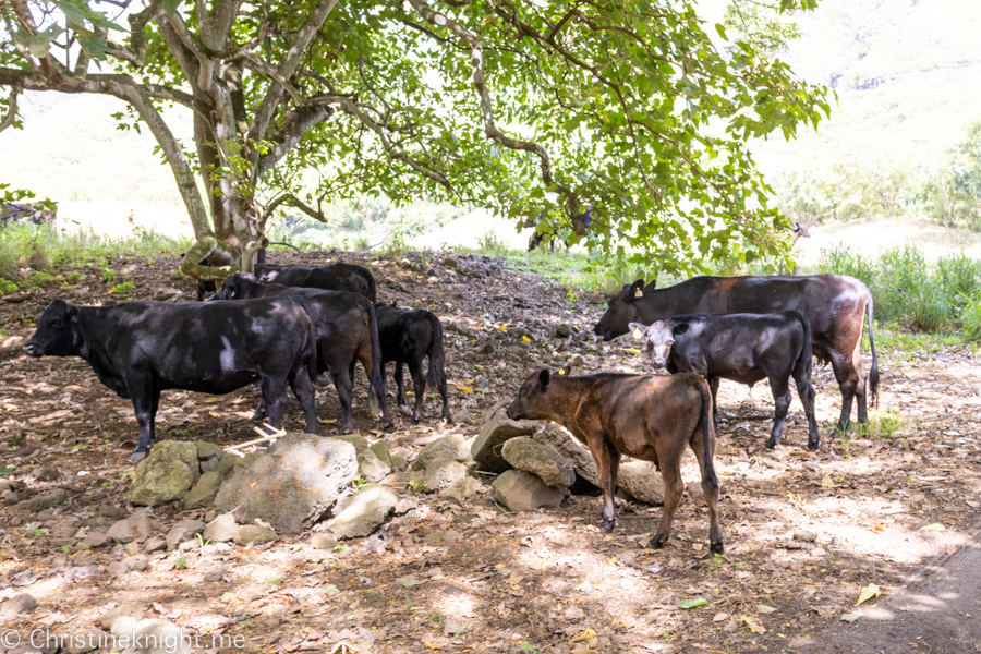 Kualoa Ranch ATV Raptor Tour Review