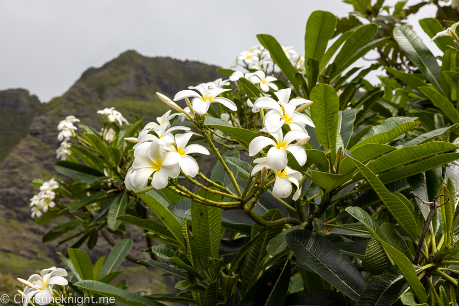 Kualoa Ranch ATV Raptor Tour Review