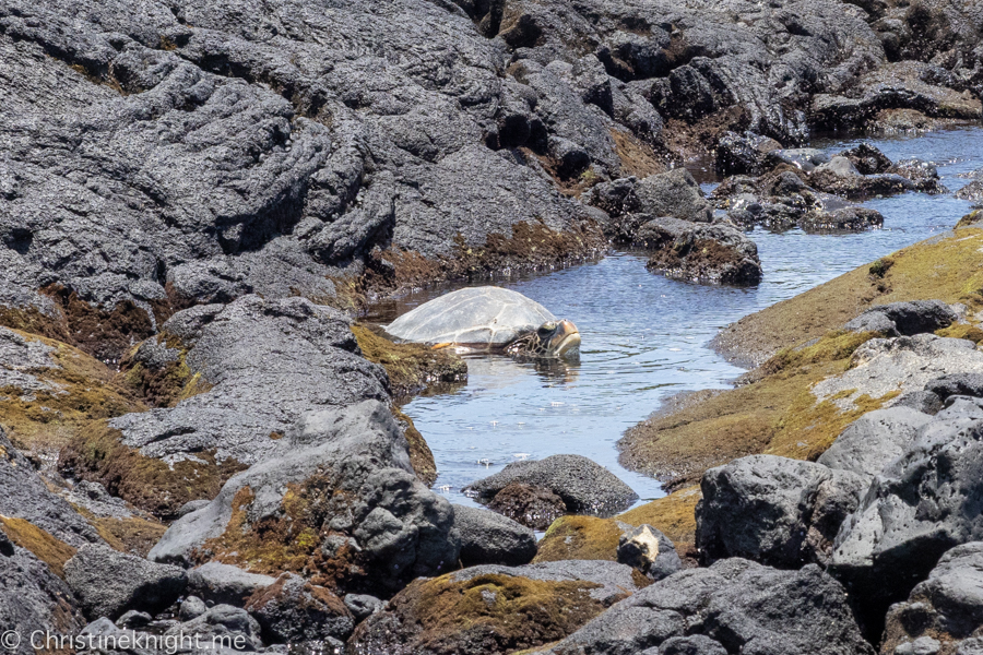 Punaluu Black Sand Beach on The Big Island of Hawaii