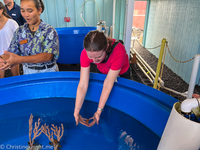 Ocean Rider Seahorse Farm Kona Hawaii