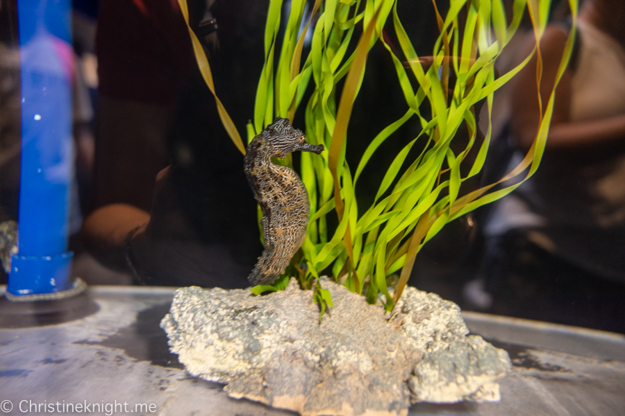 Ocean Rider Seahorse Farm Kona Hawaii