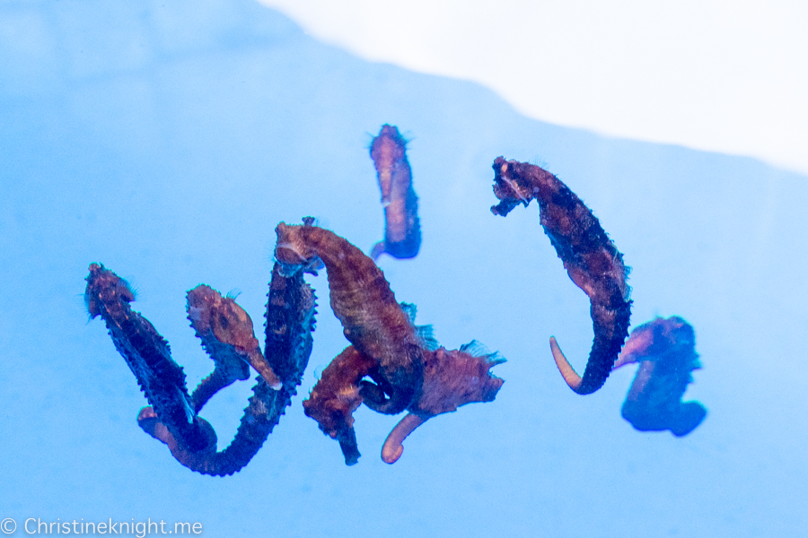 Ocean Rider Seahorse Farm Kona Hawaii