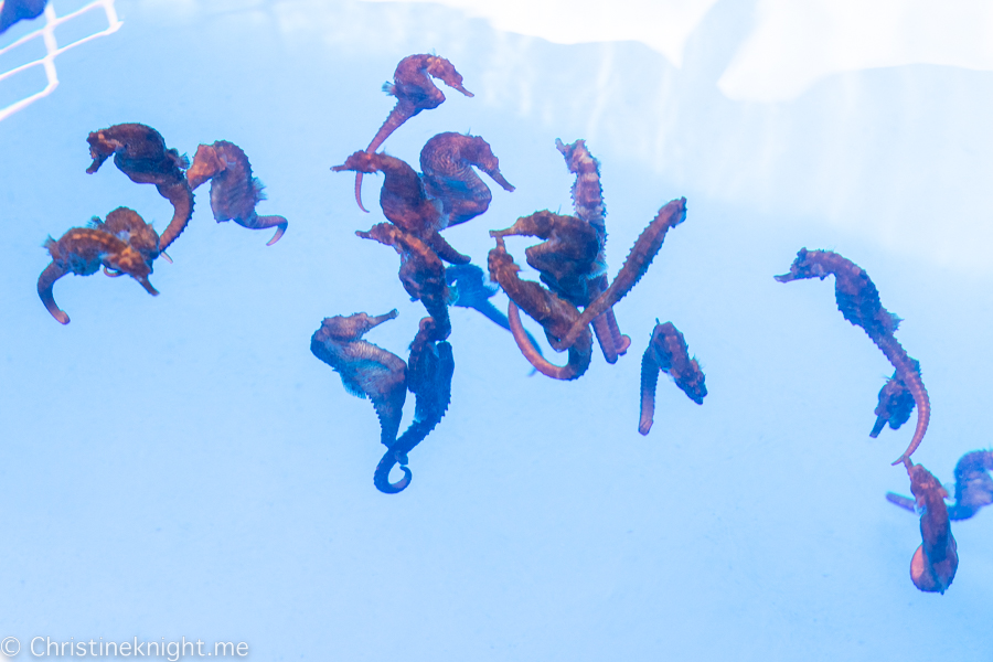 Ocean Rider Seahorse Farm Kona Hawaii