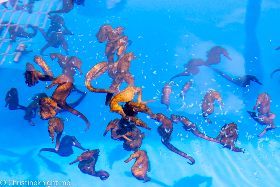 seahorse farm tour in kona