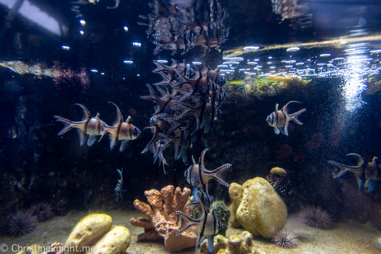 Ocean Rider Seahorse Farm Kona Hawaii Adventure, baby!