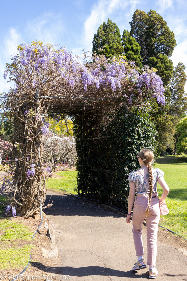 Blooming Beautiful! Wistaria Gardens Parramatta Park