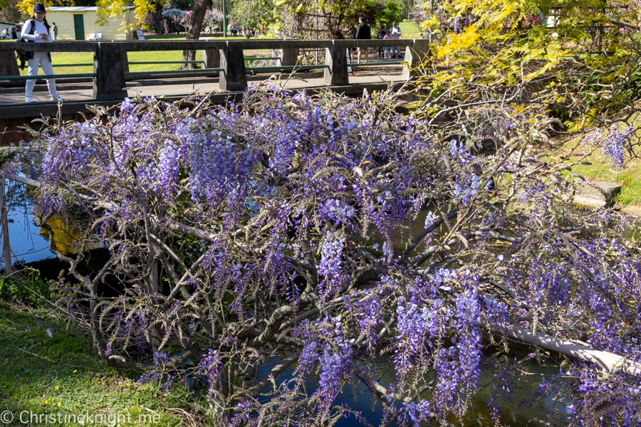 Wistaria Gardens Parramatta Park