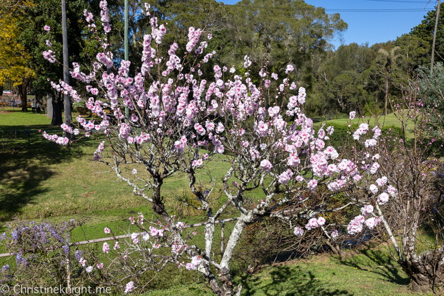 Wistaria Gardens Parramatta Park