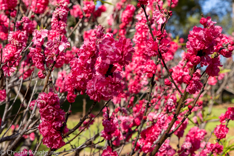 Wistaria Gardens Parramatta Park