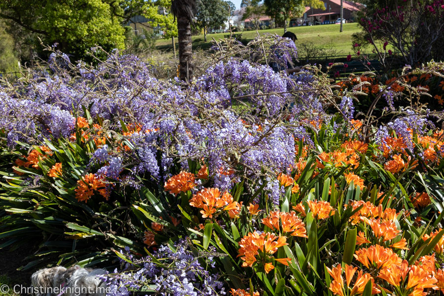 Wistaria Gardens Parramatta Park